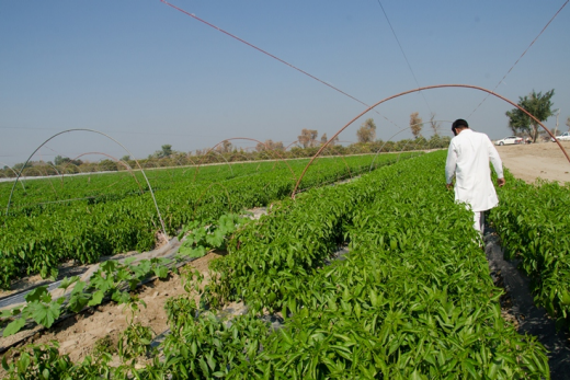 Tunnel farming techniques now allow farmers to grow off-season vegetables. Black Box Sounds/World Bank
